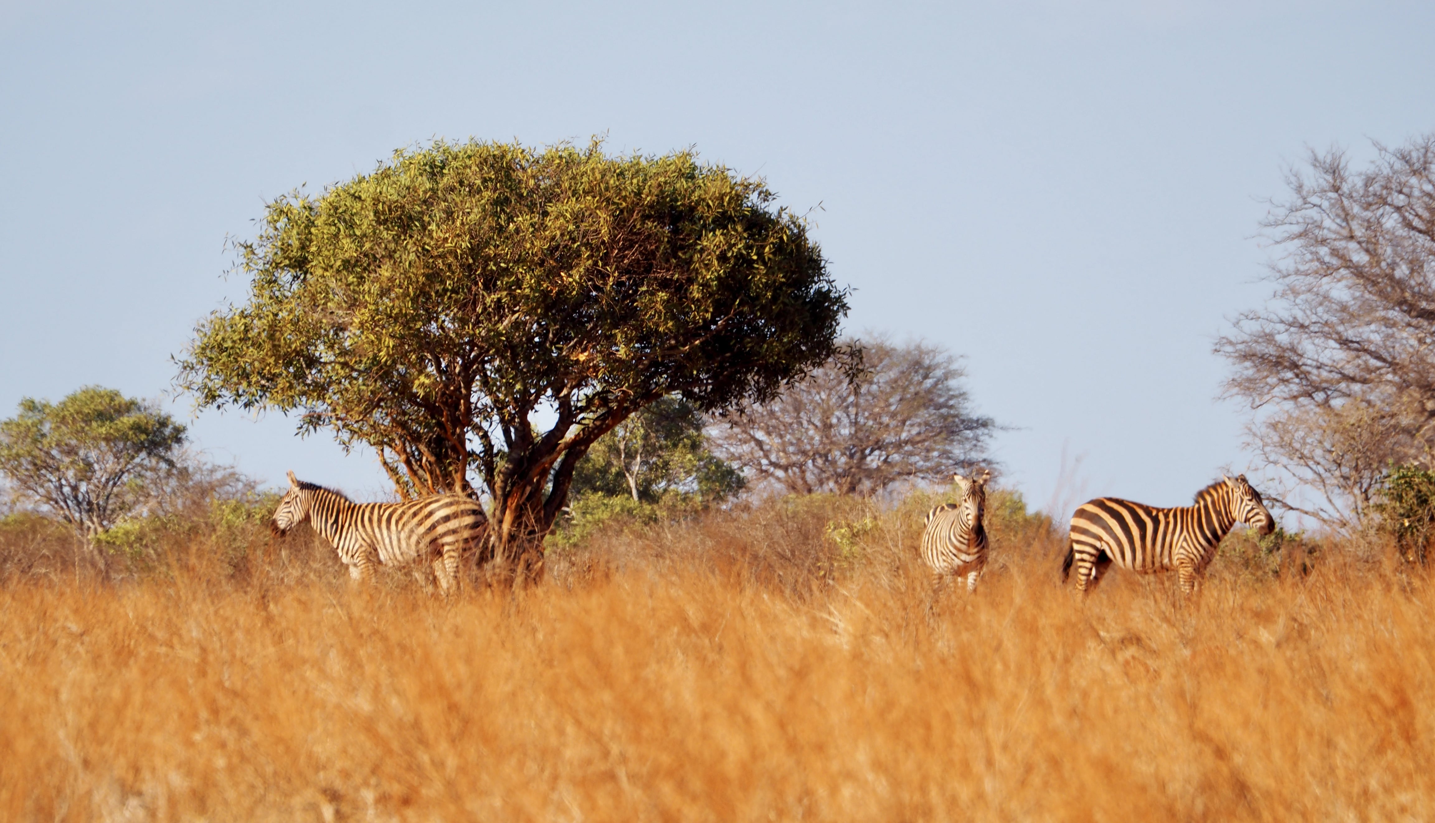 Zebras watching over