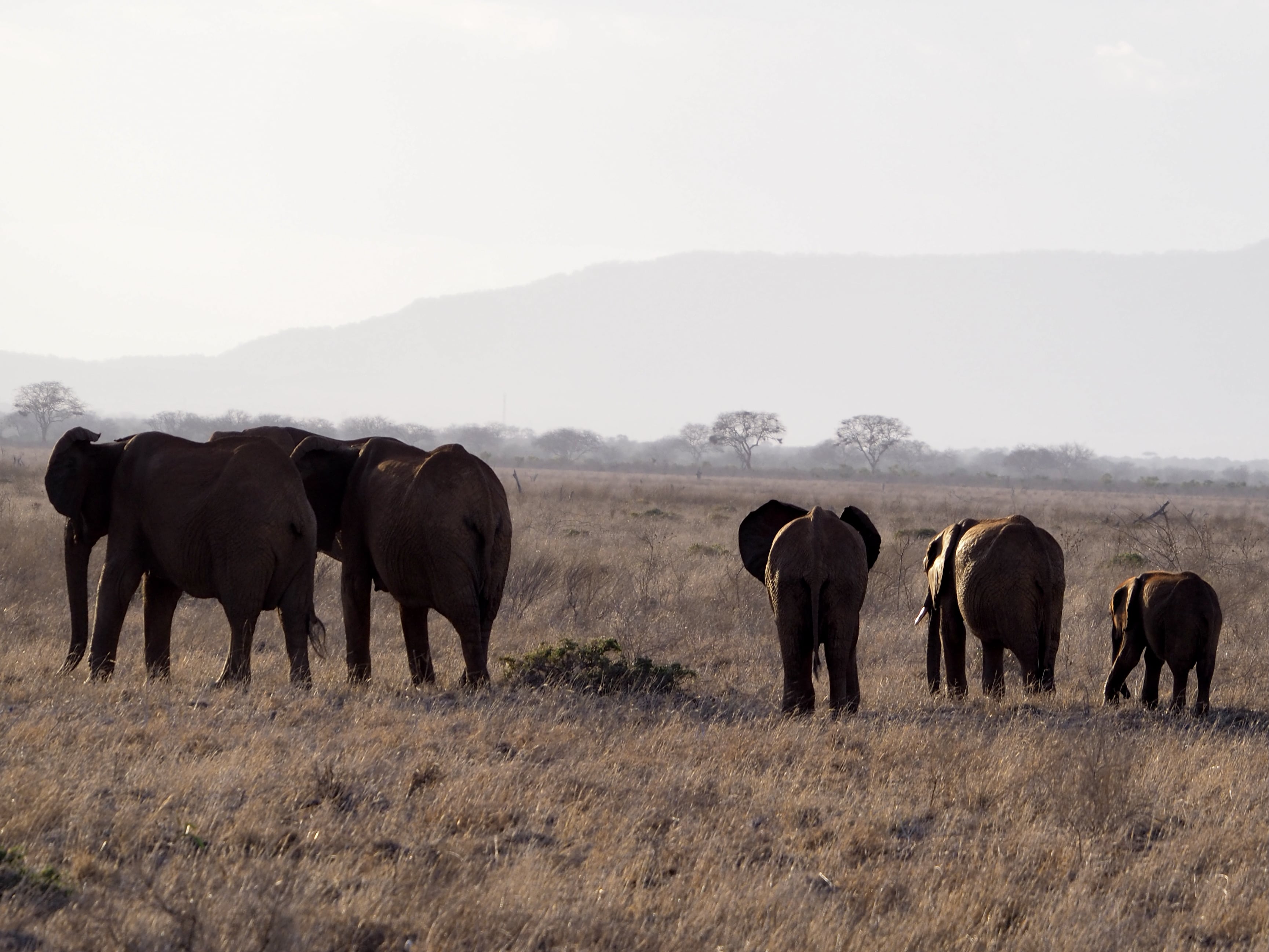 herd of elephants roaming the wild