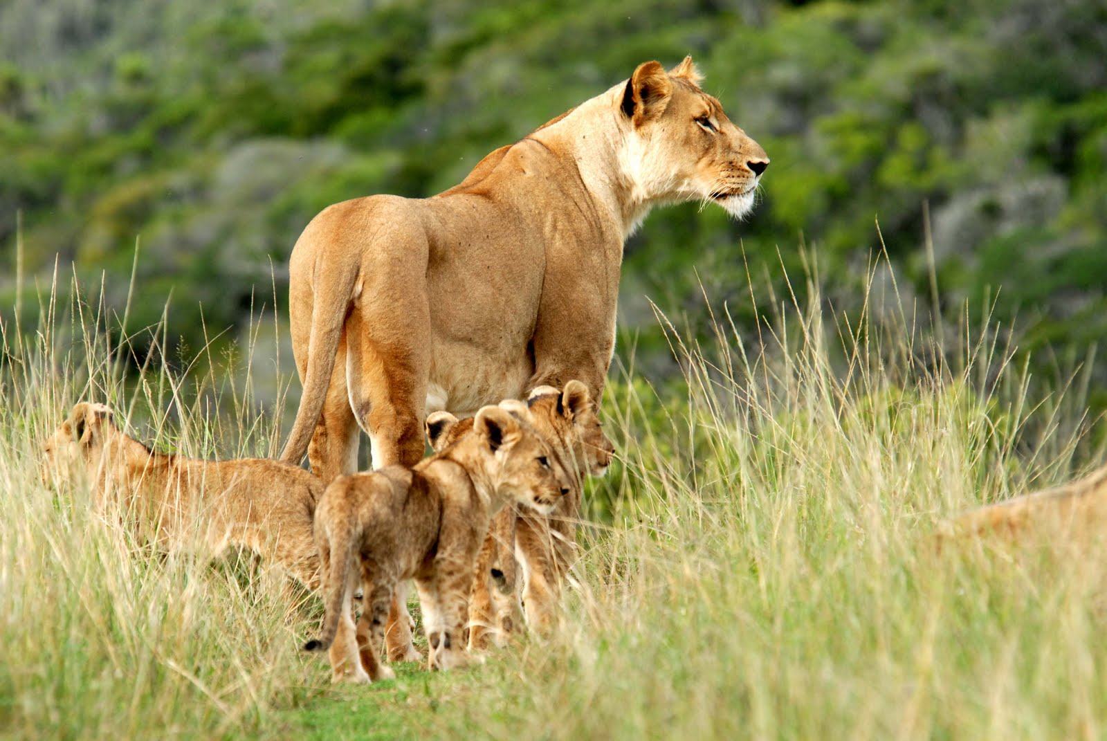 lion and her cubs