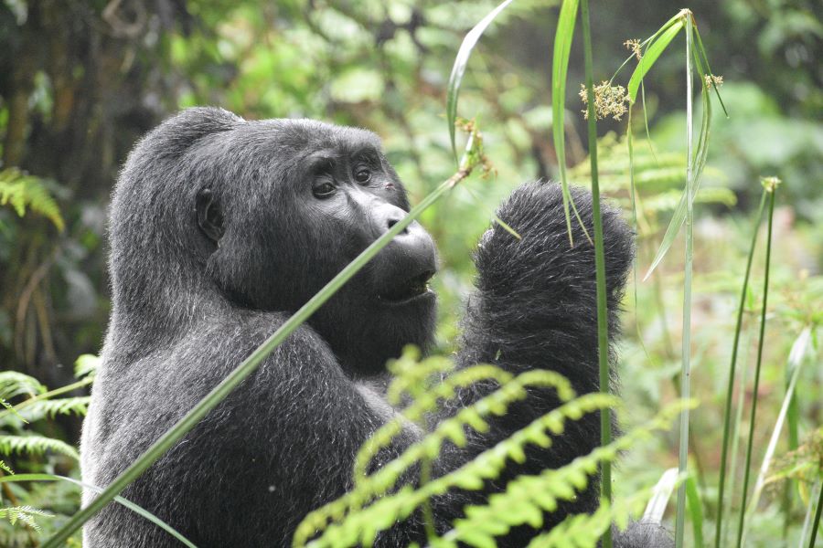 gorilla trekking rwanda